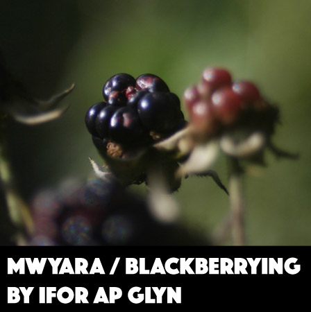 Mwyara/Blackberrying by Ifor ap Glyn